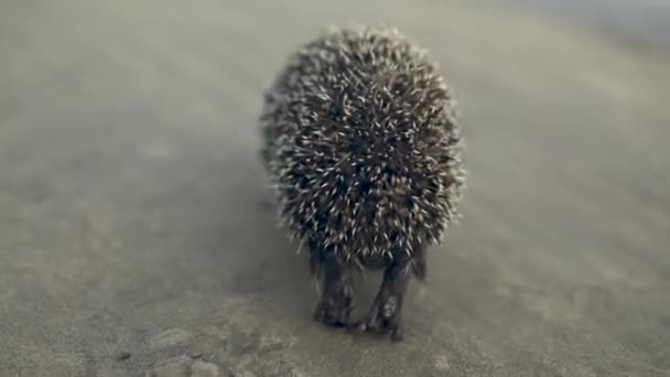 Wild hedgehog runs on the sand — Stock Video