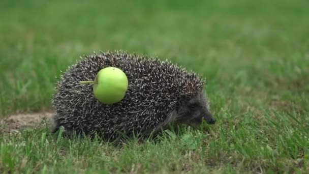 Справжній дикий їжак з яблуком на спині. Прогулянки на зеленій траві — стокове відео