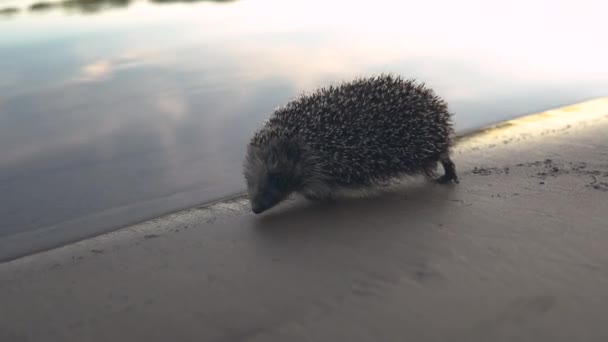 En vild igelkott går på stranden längs floden — Stockvideo