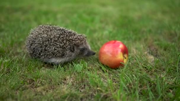 Real hedgehog walks on the green grass near the red apple — Stock Video
