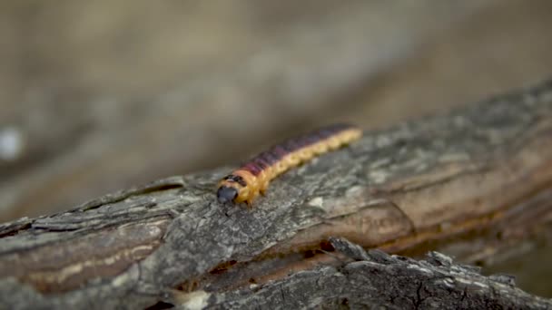 Langzaam grote rups kruizen op een boomtak — Stockvideo