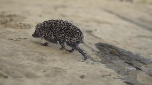 Slowly wild hedgehog runs on the sand — Stock Video