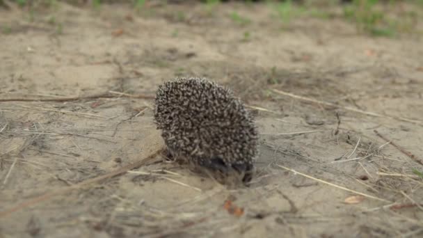 Slowly wild hedgehog runs on the sand — Stock Video