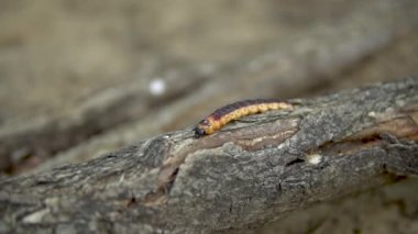 Yavaş yavaş büyük tırtıl bir ağaç dalı üzerinde sürünür