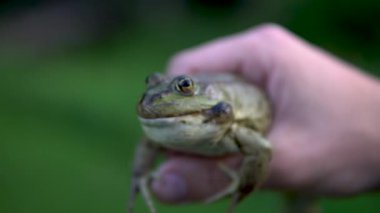Bir adamın elinde büyük yeşil bir kurbağa. Kurbağa savunması yanaklarındaki kabarcıkları şişirir.