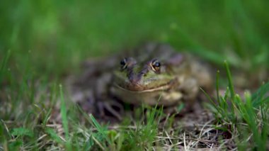 Büyük yeşil bir kurbağa çimlerin üzerinde oturur. Bataklık kurbağası yakın plan.