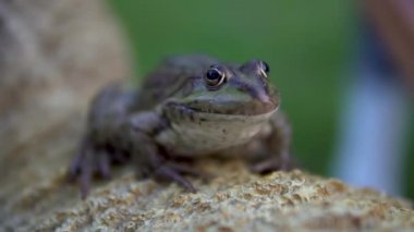 Yavaş yavaş büyük yeşil kurbağa bir kaya üzerinde oturur