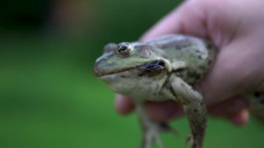 Erkek elinde yavaşça büyük yeşil kurbağa. Kurbağa yanaklarda kabarcıklar şişirir savunur