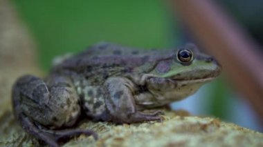 Yavaş yavaş büyük yeşil kurbağa bir kaya üzerinde oturur