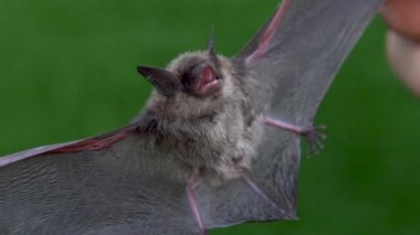 Bir adamın ellerinde açık kanatlı bir yarasa