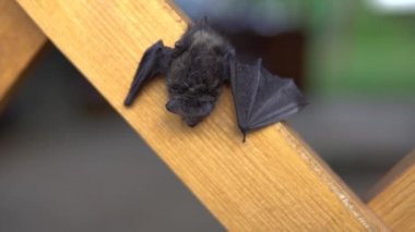 Yarasa günü bir yazlık evde oturur