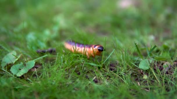 Повільно велика гусениця повзає на траві — стокове відео