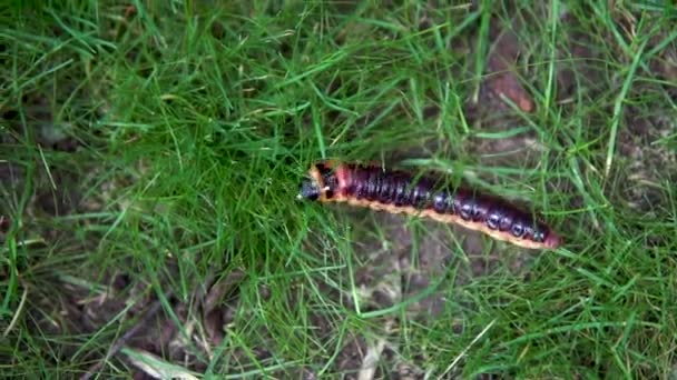 Lentement grande chenille rampe sur l'herbe — Video