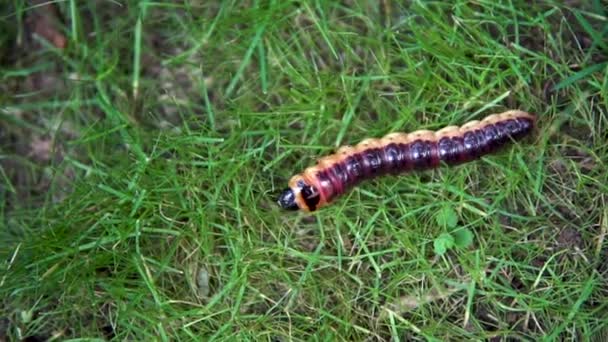 Slowly large caterpillar crawls on the grass — Stock Video