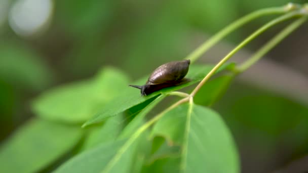 Een slak glijdt op een groen blad. Slak met een schelp op de rug. Langzaam — Stockvideo