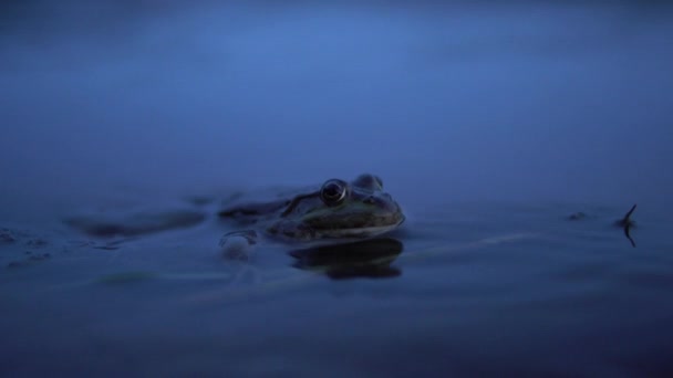 큰 두꺼비가 물 속에 앉아 있습니다. 클로즈업. — 비디오