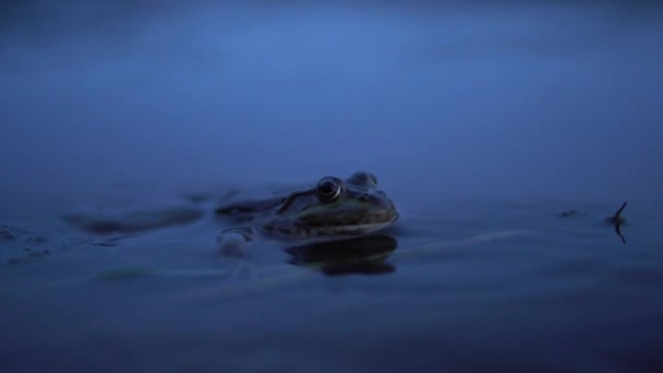 Ve vodě sedí velká ropucha. Detailní záběr. — Stock video