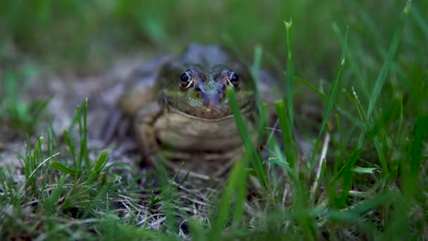 Eine große grüne Kröte sitzt auf dem Gras. Sumpfkröte aus nächster Nähe — Stockvideo