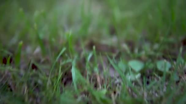 Ένας μεγάλος πράσινος βάτραχος κάθεται στο γρασίδι. Κοντινό πλάνο βατράχου — Αρχείο Βίντεο