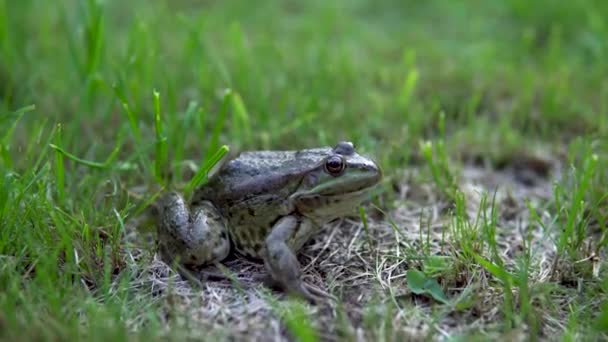 Een grote groene pad zit op het gras. Moeraspad close-up — Stockvideo