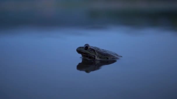 Lentement Grand crapaud est assis dans l'eau — Video