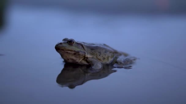Медленно большая жаба сидит в воде — стоковое видео