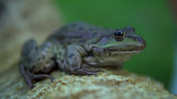 Медленно большая зеленая жаба сидит на камне — стоковое видео