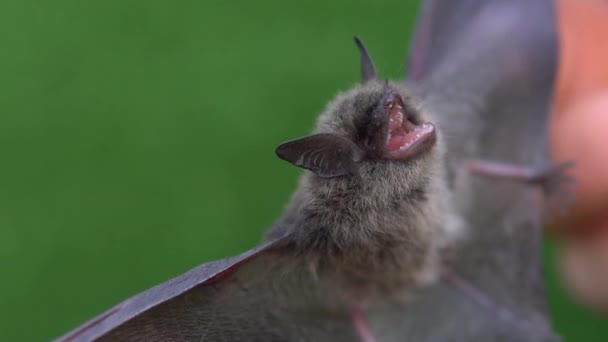 Un murciélago con alas abiertas en las manos de un hombre — Vídeo de stock