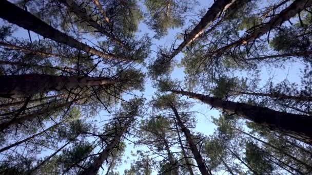 Vista del cielo entre los abetos. Vista inferior en el bosque de coníferas — Vídeo de stock