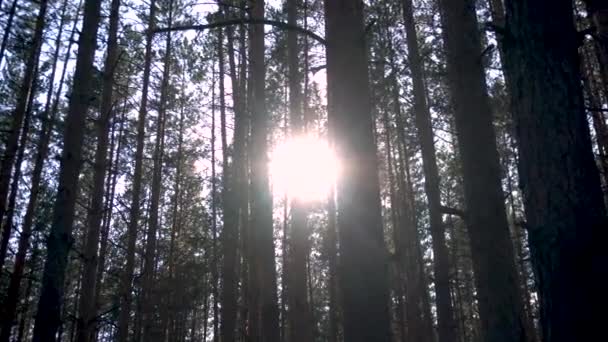 숲 속의 나무들 사이에 있는 태양 — 비디오