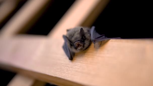 Η θυμωμένη νυχτερίδα ανοίγει το στόμα του αργά — Αρχείο Βίντεο