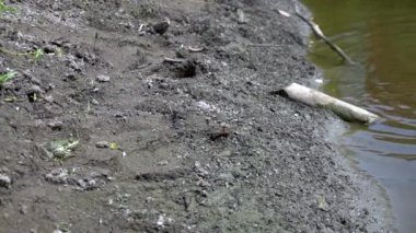 Büyük kurbağa yeşil bataklığa atlar. Yavaş çekim. suda doğa kurbağa. vahşi hayvan kavramı