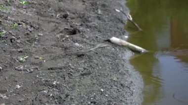 Kurbağalar yeşil bataklığa atlar. Yavaş çekim. suda doğa kurbağa. vahşi hayvan kavramı