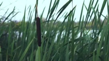 Reed gölün arka planında oturdu.