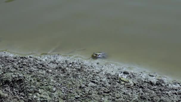 Ο βάτραχος πήδηξε σ ' ένα βάλτο. Βάτραχος στη φύση στο νερό. άγρια ζώα έννοια — Αρχείο Βίντεο