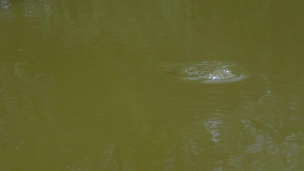 Rana nada en el pantano y se sumerge bajo el agua — Vídeos de Stock