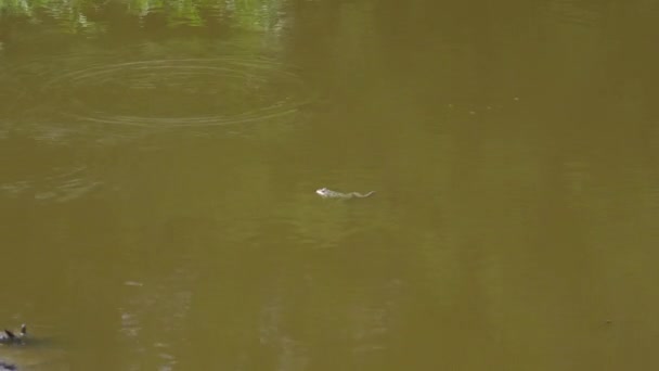 Frog swims in the swamp and dives under the water — Stock Video