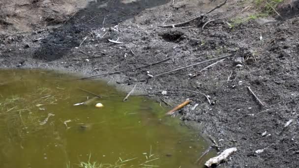 Die große Kröte springt in den grünen Sumpf. Zeitlupe. Frosch auf der Natur im Wasser. Wildtierkonzept — Stockvideo