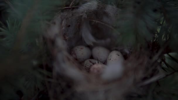 There are eggs in the birds nest. The nest is located in the branches of the spruce — Stock Video