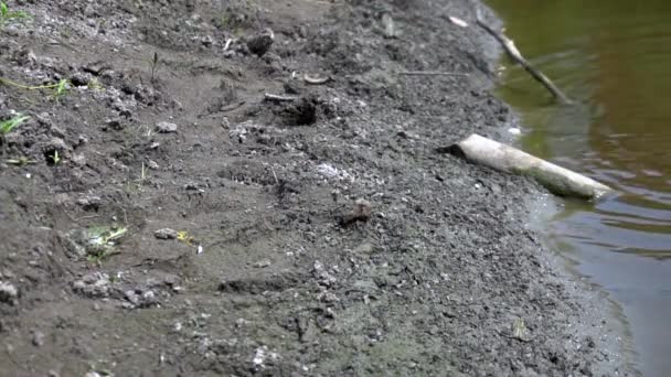 Die große Kröte springt in den grünen Sumpf. Zeitlupe. Frosch auf der Natur im Wasser. Wildtierkonzept — Stockvideo