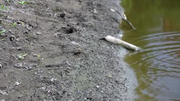 カエルは緑の沼に飛び込む。スローモーション。水の中の自然の上のカエル。野生動物の概念 — ストック動画