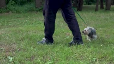 Yorkshire Teriyeri 'nin küçük bir köpeği sahibinin tasmasıyla yürüyor. Yeşil çayırda yürü