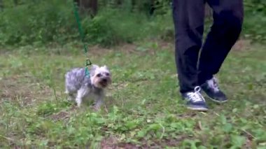 Yorkshire Teriyeri 'nin küçük bir köpeği sahibinin tasmasıyla yürüyor. Yeşil çayırda yürü