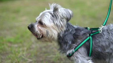 Yorkshire terrier Mutlu küçük köpek dilini dışarı sıkışmış
