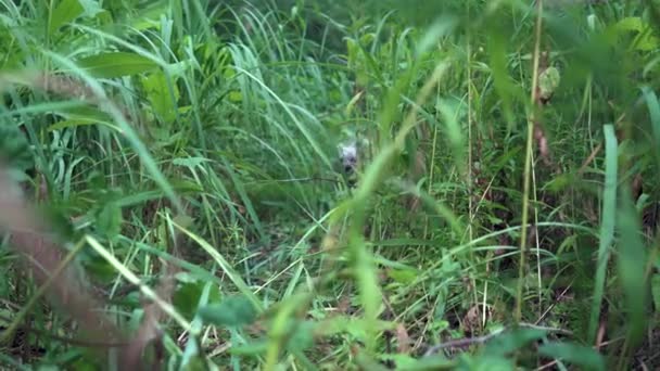 요크셔 테리어의 작은 개가 덤불을 걷고 있습니다. 무서워하고 도망치다 — 비디오