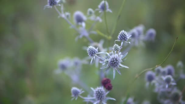 Blauwe bloemen op de open plek — Stockvideo