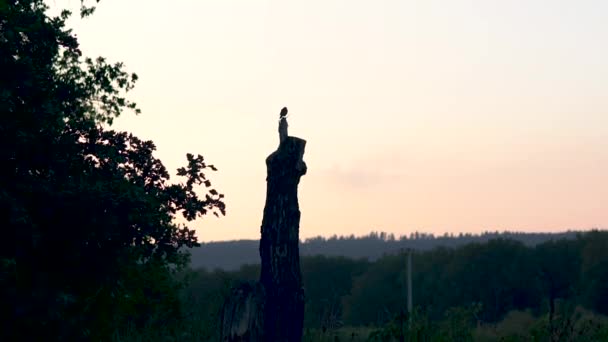 Ptak siedzi na starym pniu drzewa o zachodzie słońca — Wideo stockowe