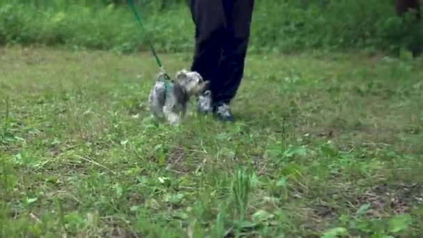 En liten hund från Yorkshire terrier går i koppel med ägaren. Går på den gröna ängen — Stockvideo