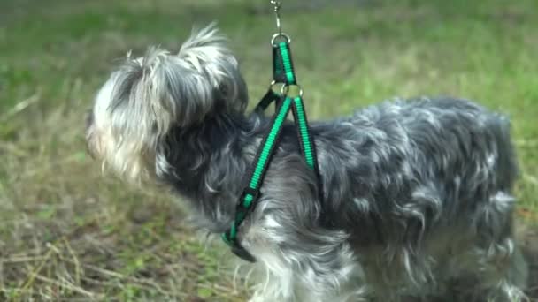 Un piccolo cane del terrier dello Yorkshire che cammina. Cacca di cane sull'erba — Video Stock