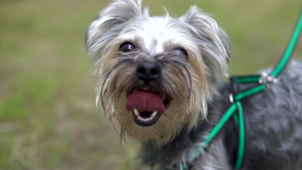 Mały pies Yorkshire Terrier zatrzymany na jego język — Wideo stockowe